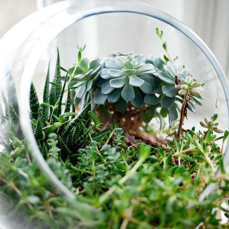 Matte Ceramic Planter on a plain background